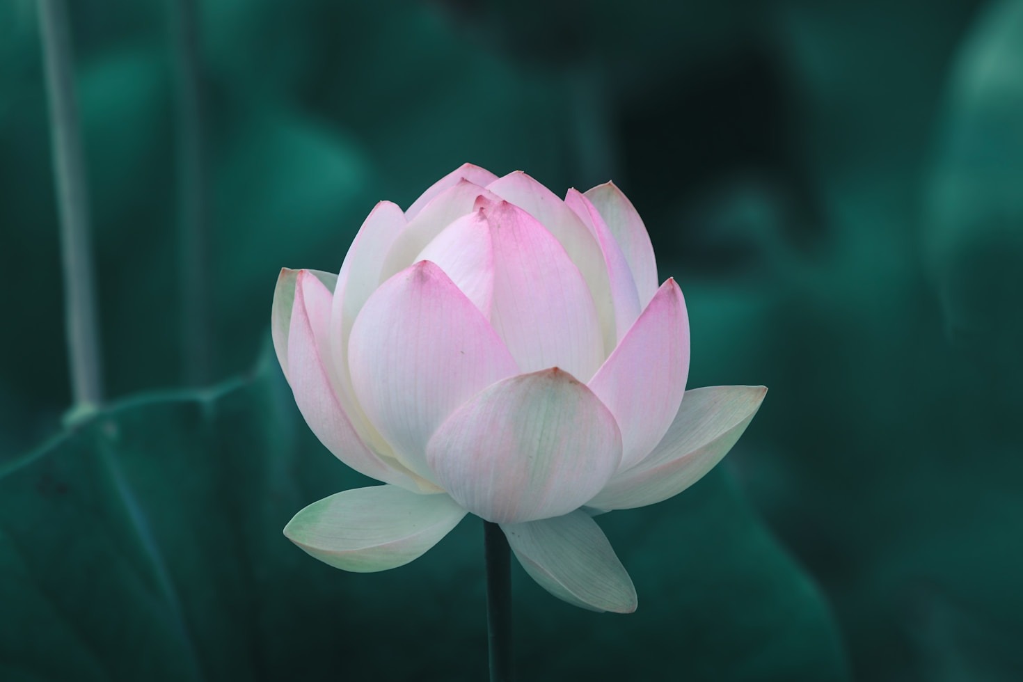 Tailored Tools for Personal Clarity and Growth